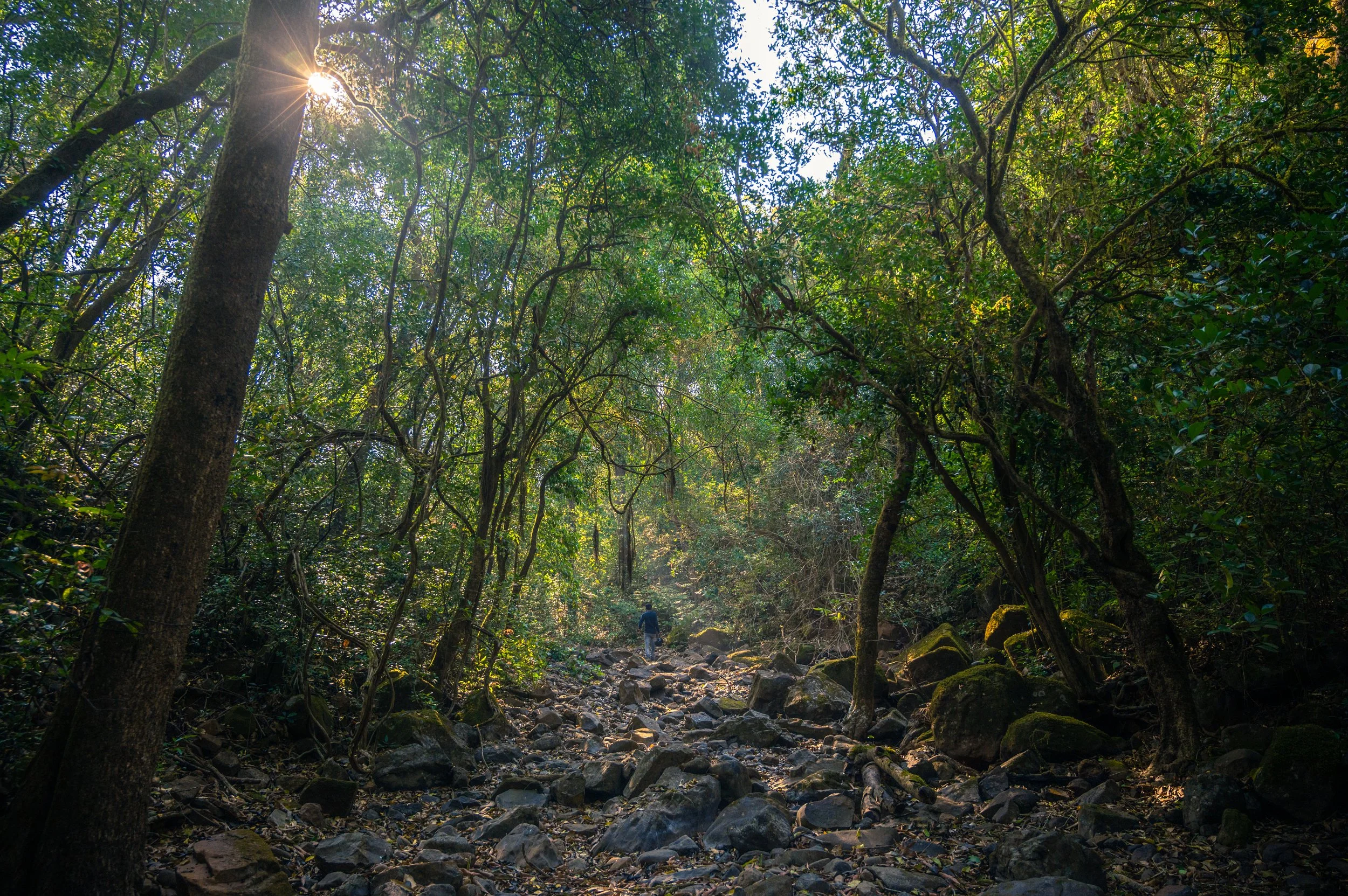 Nature 7.jpeg