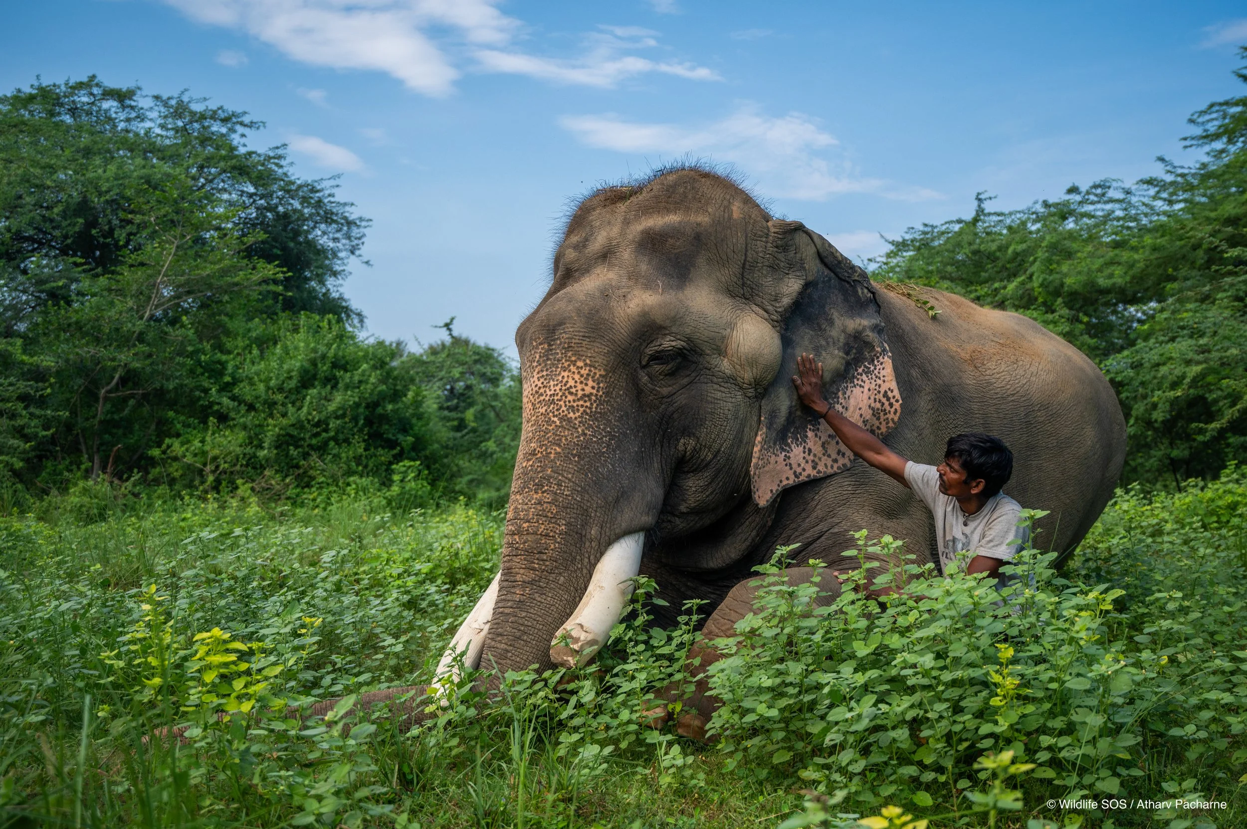 240811_AGRA_ATHARVA PACHARNE_ELEPHANT_SANJAY_MORNING WALK_18.jpg
