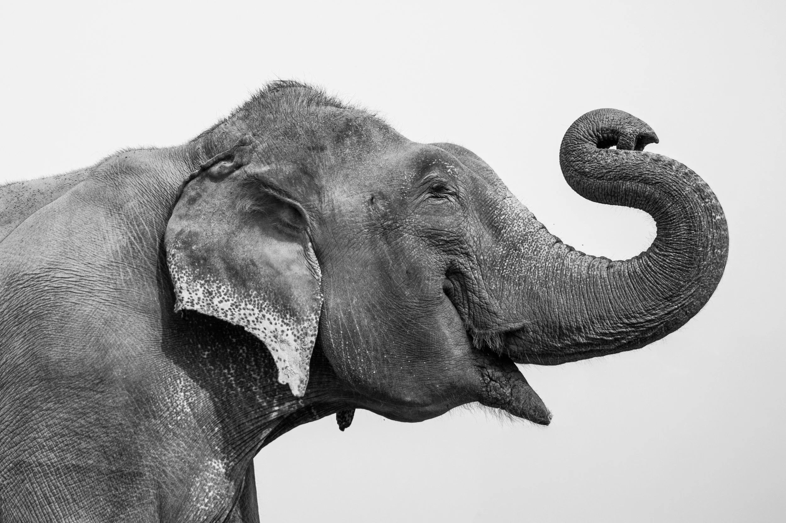 241201_EHC_ATHARVA PACHARNE_ELEPHANT_RAJU_FRUIT FEAST_10.jpg