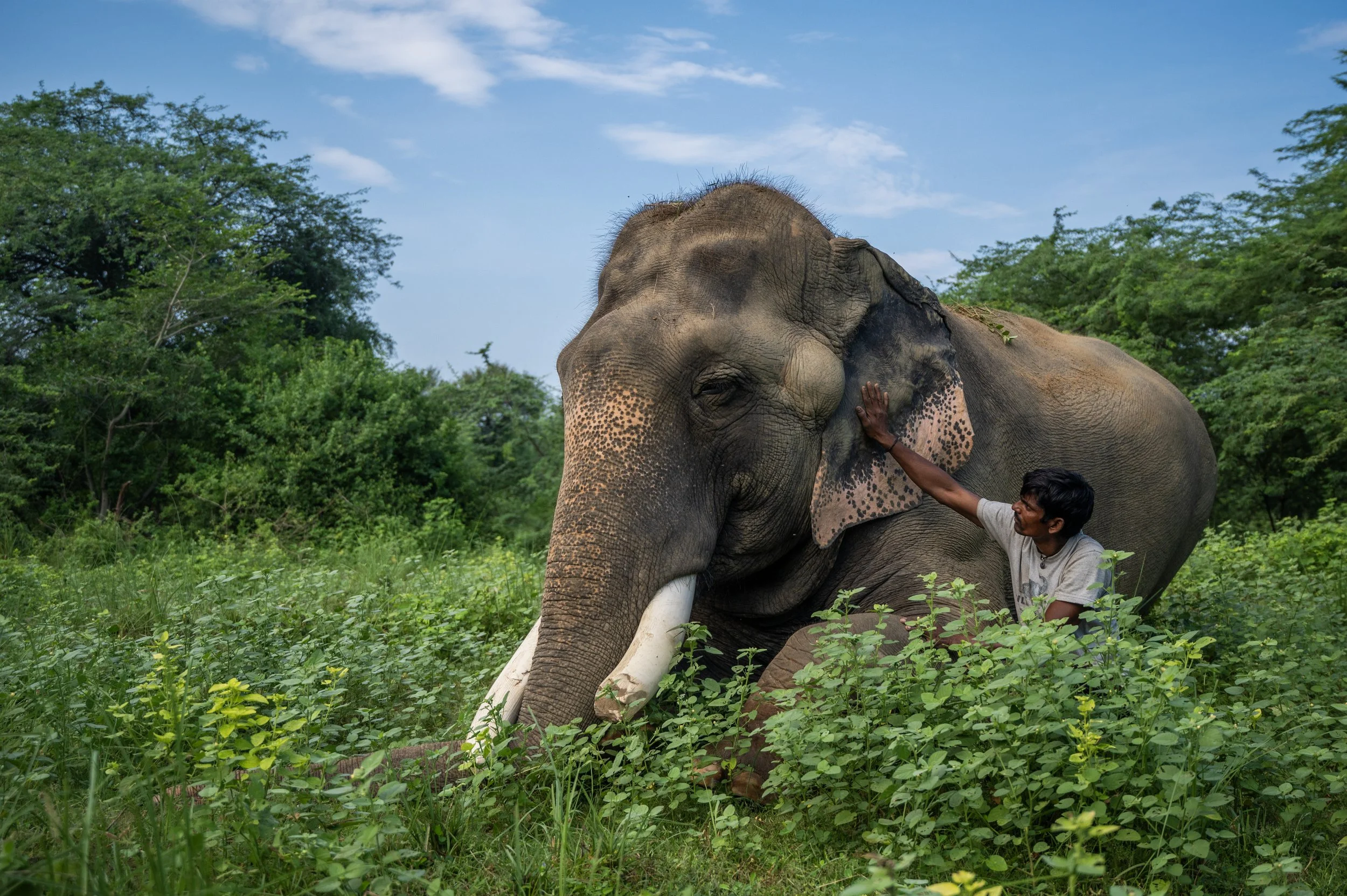 240811_AGRA_ATHARVA PACHARNE_ELEPHANT_SANJAY_MORNING WALK_18.jpg
