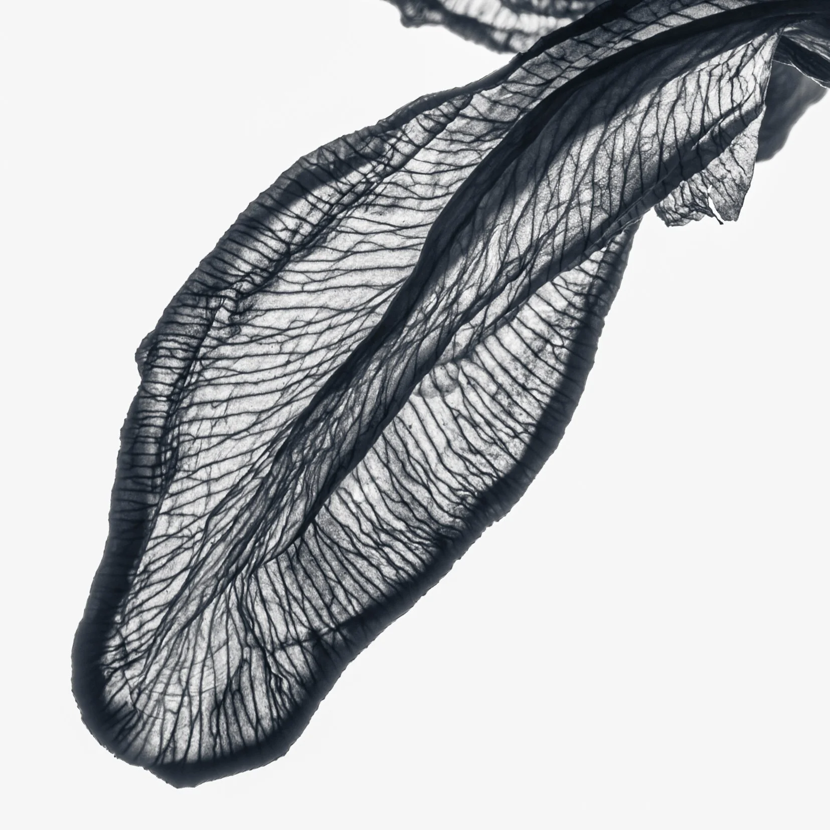Natural Object.jpg