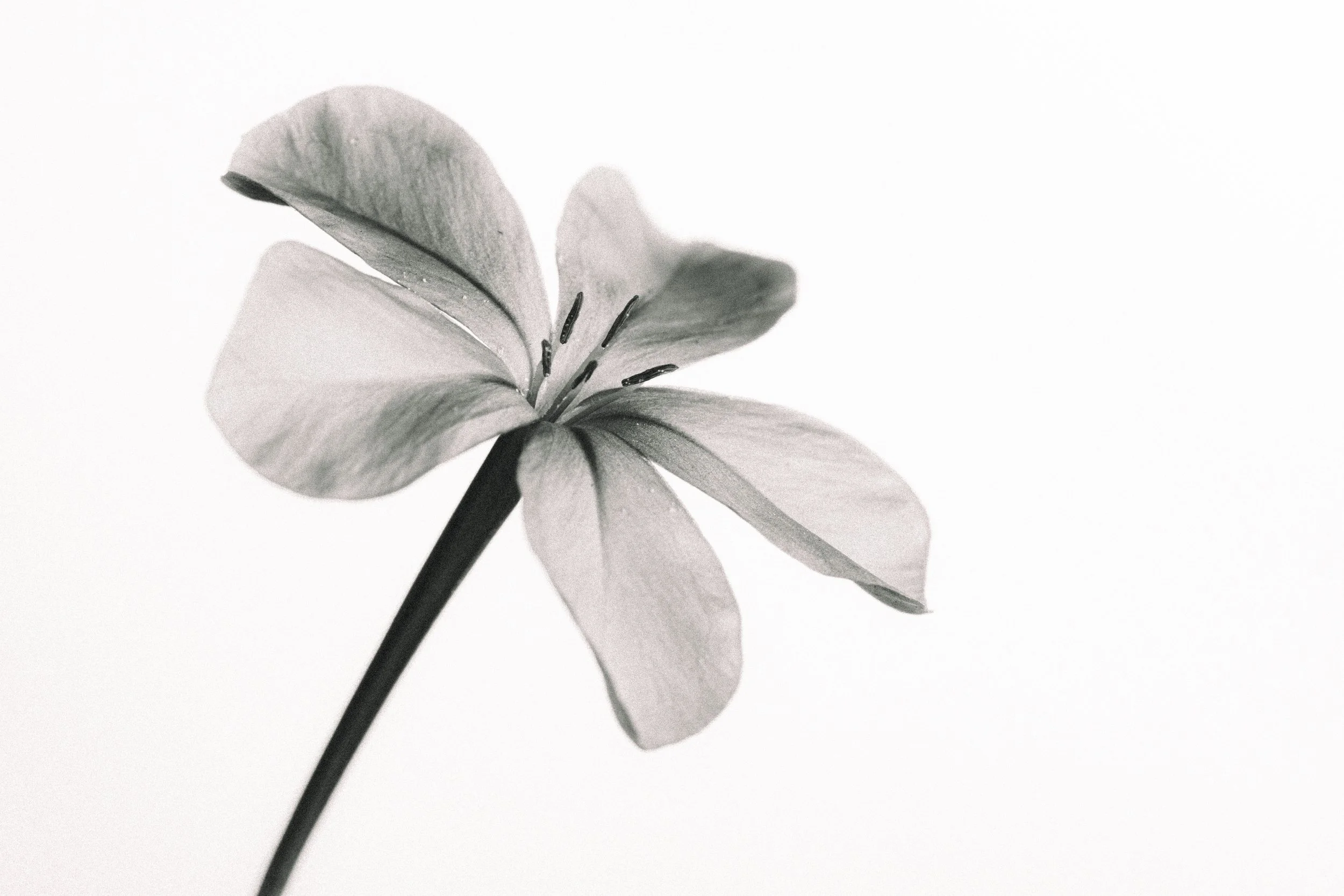 Flower 1.jpg