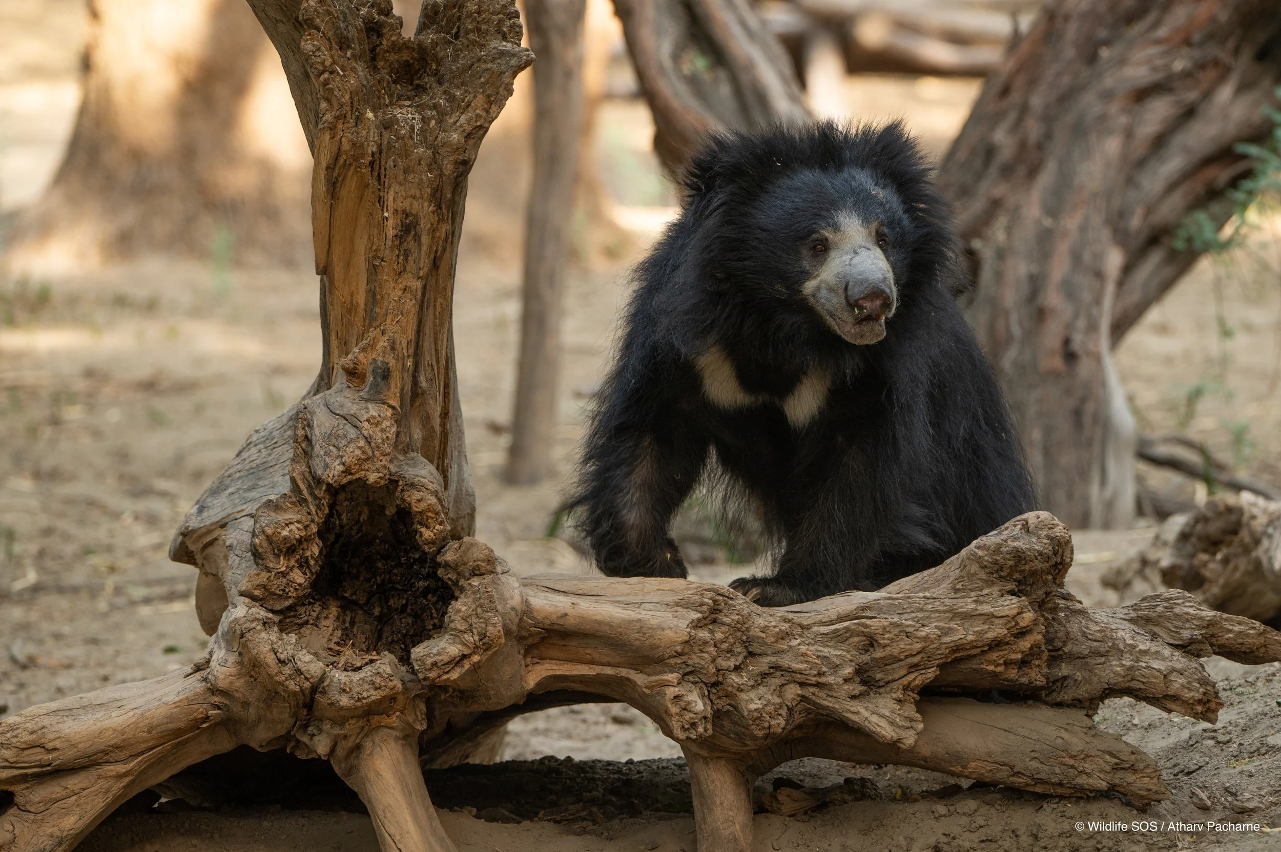 240609_ABRF_ATHARVA_BEARS_BINTHA_PLAYING_51-1.jpg