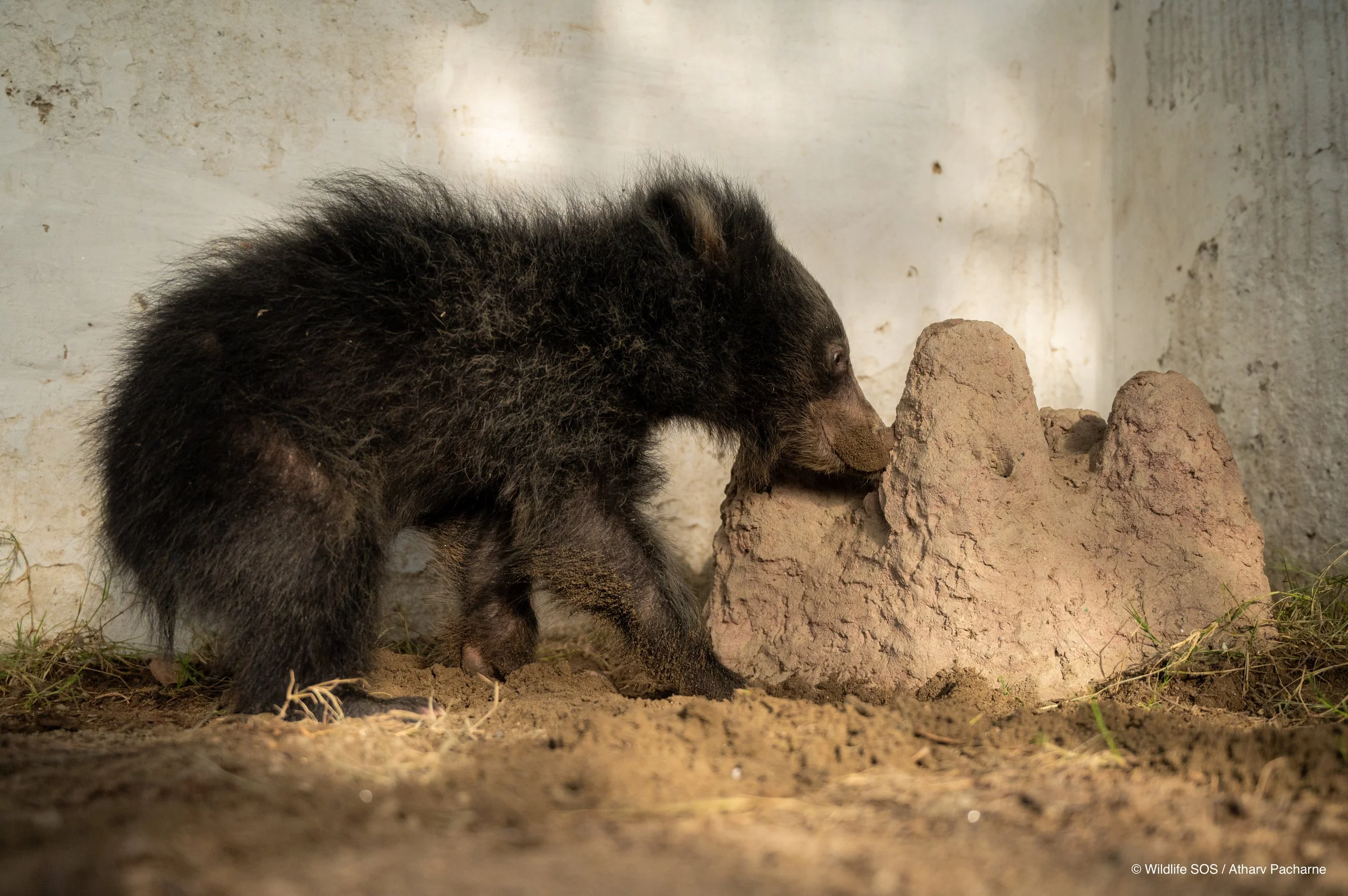 250523_ATHARVA PACHARNE_ABRF EXTENSION_SLOTH BEAR CUB_61.jpg