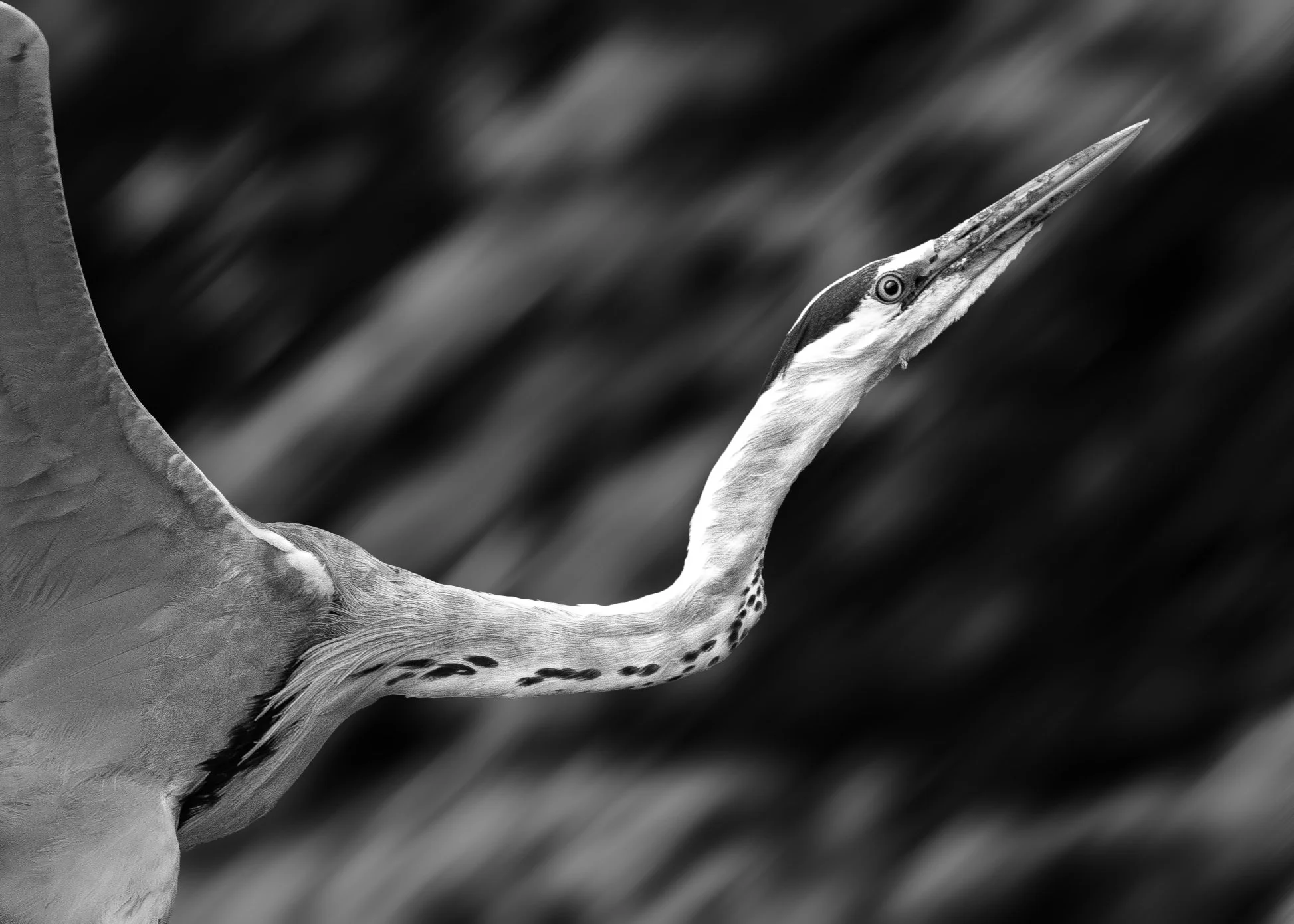 _Z621279-Enhanced-NR-2.jpg