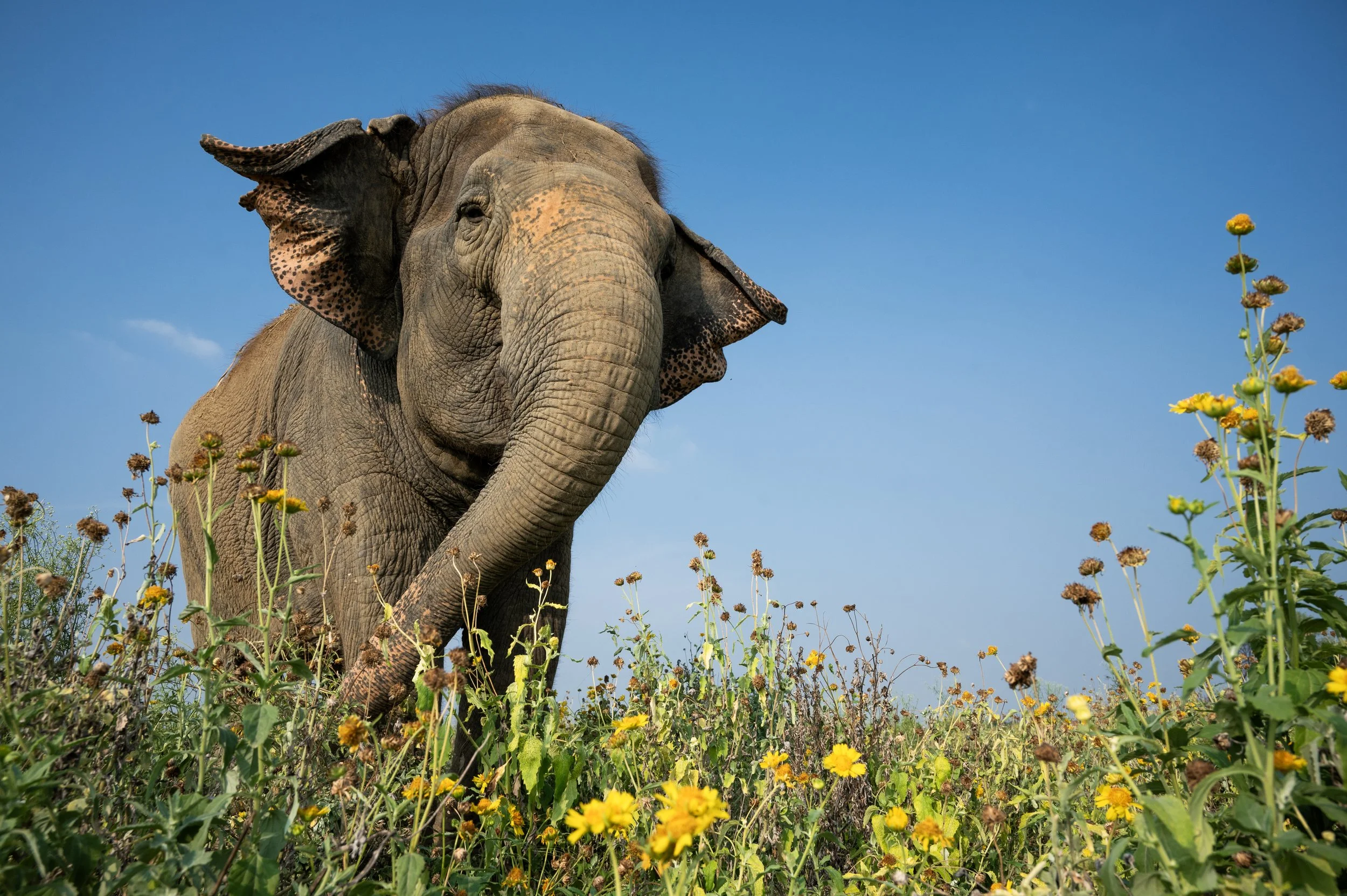 240801_ECCC_ATHARVA PACHARNE_ELEPHANT_LAXMI_EVENING WALK_.jpg