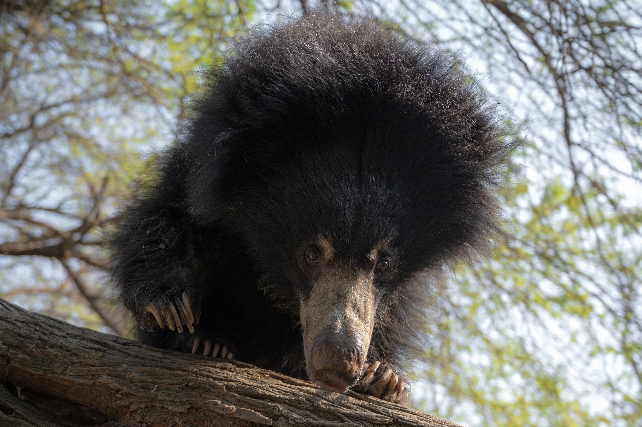 260122_ABRF_ATHARVA PACHARNE_BEAR_JENNY_2.jpg