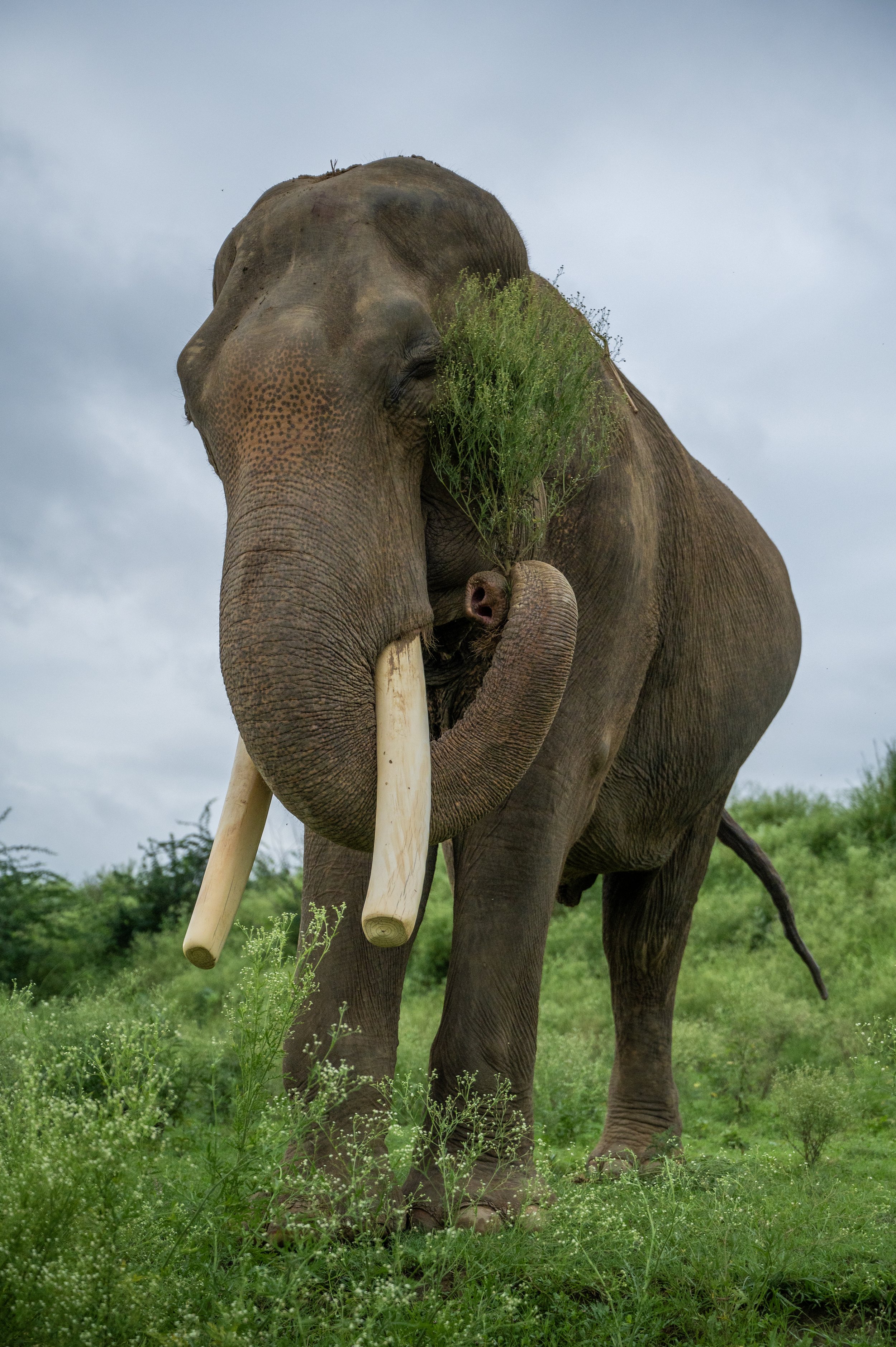 240805_ECCC_ATHARVA PACHARNE_ELEPHANT_SURAJ_MORNING WALK_5.jpg