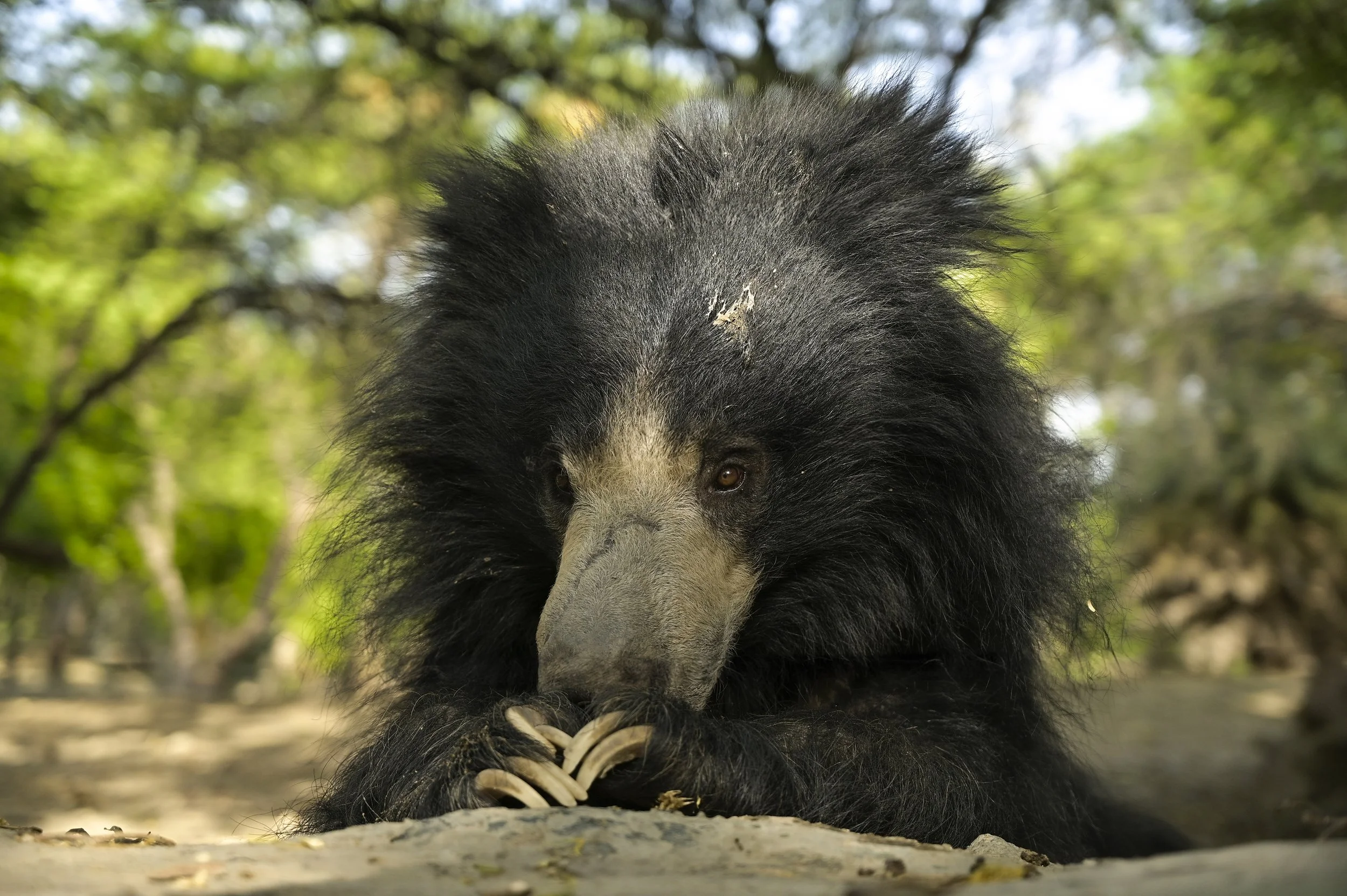 240609_ABRF_ATHARVA_BEARS_BINTHA_PLAYING_1.jpg