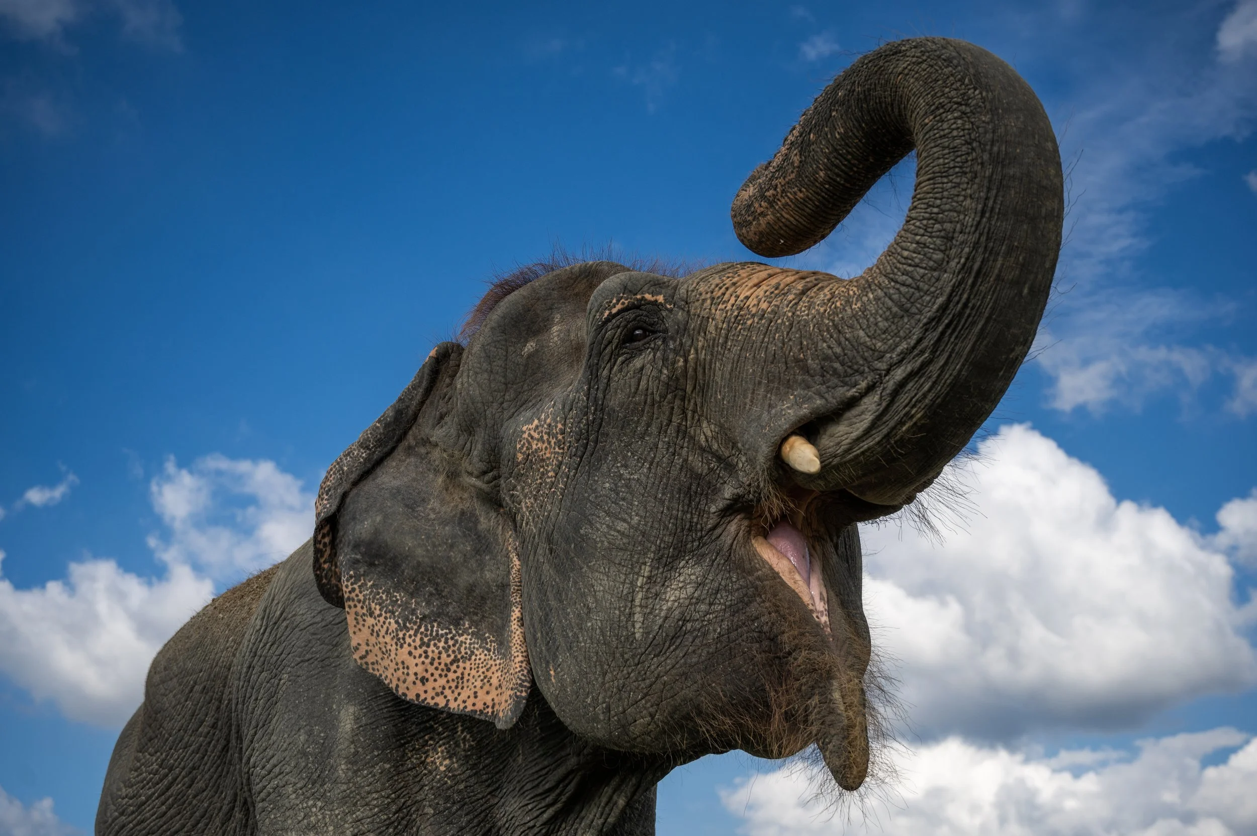240926_ECCC_ATHARVA PACHARNE_ELEPHANT_MIA_EVEVING WALK_5.jpg