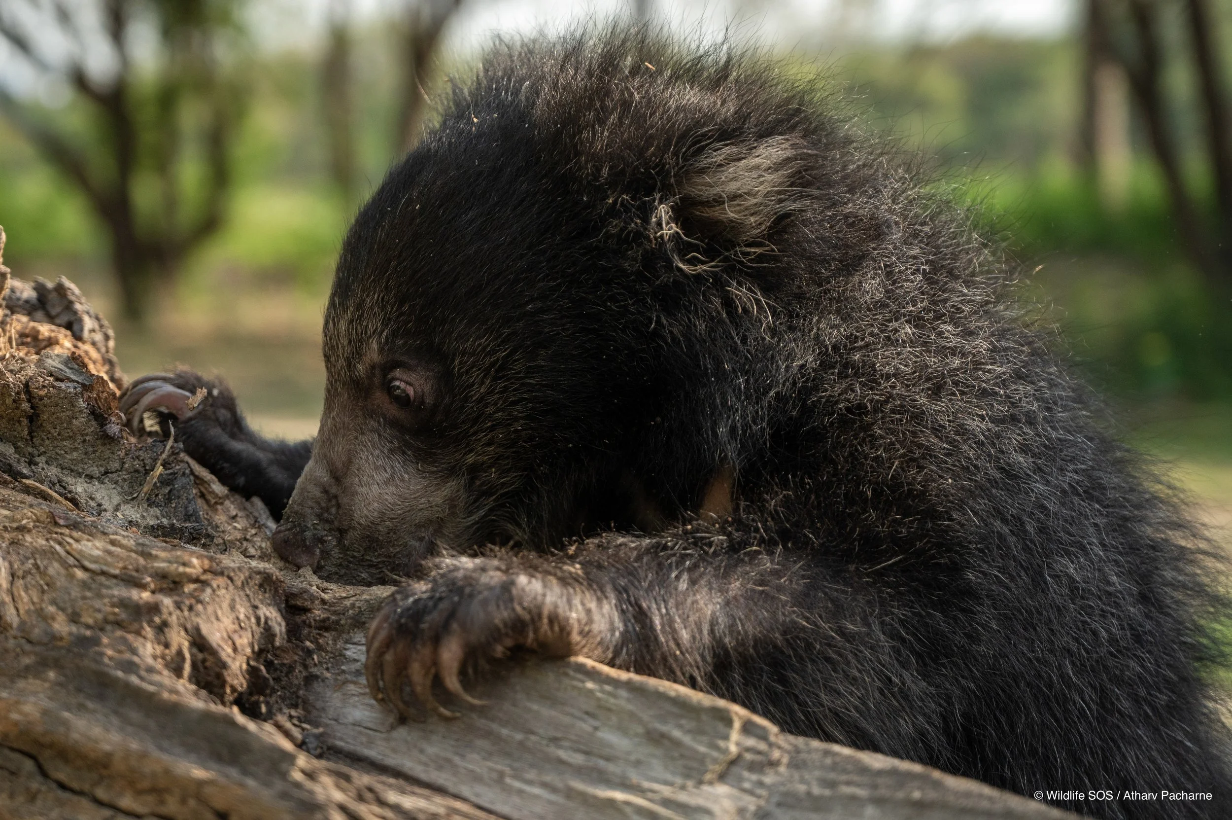250523_ATHARVA PACHARNE_ABRF EXTENSION_SLOTH BEAR CUB_17.jpg