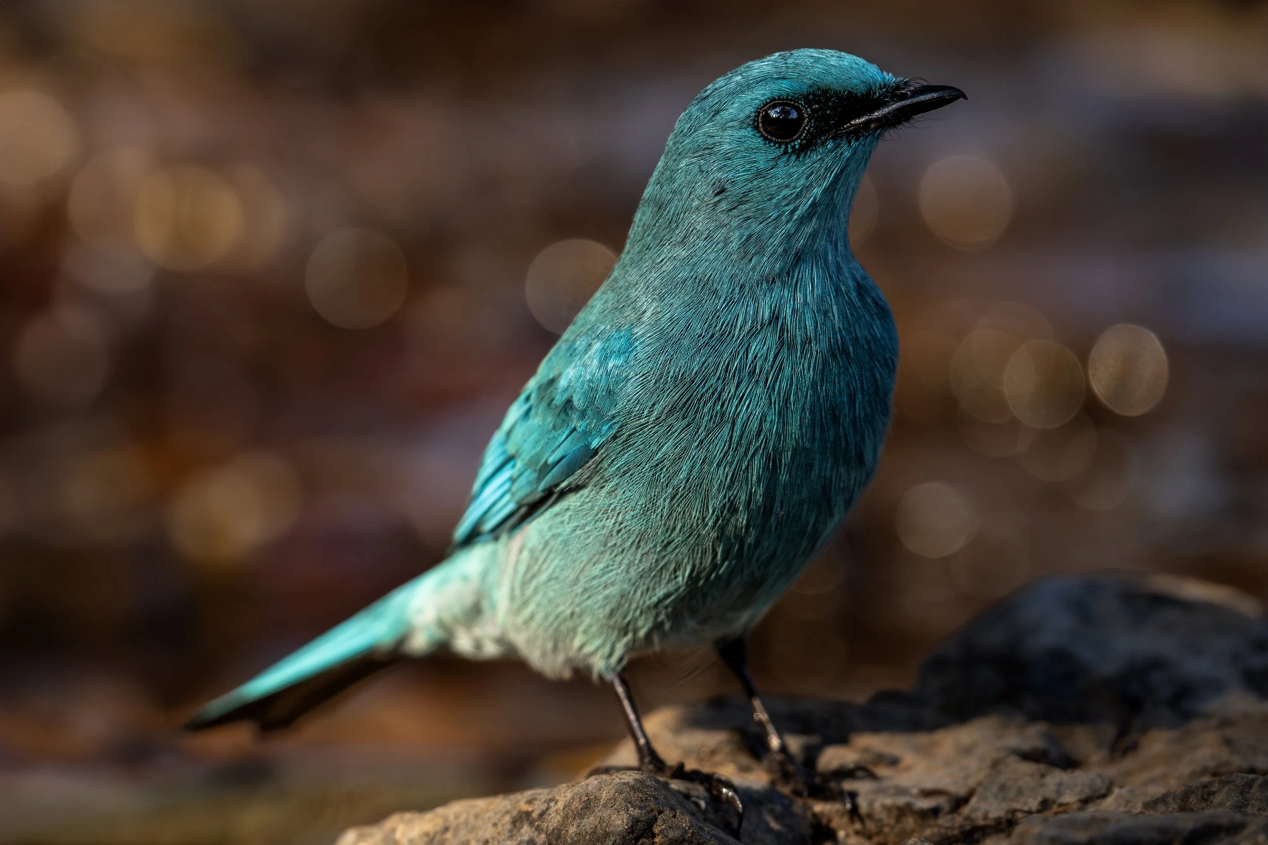 250101_SSBS_ATHARVA PACHARNE_BIRDS & BIODIVERSITY_16.jpg