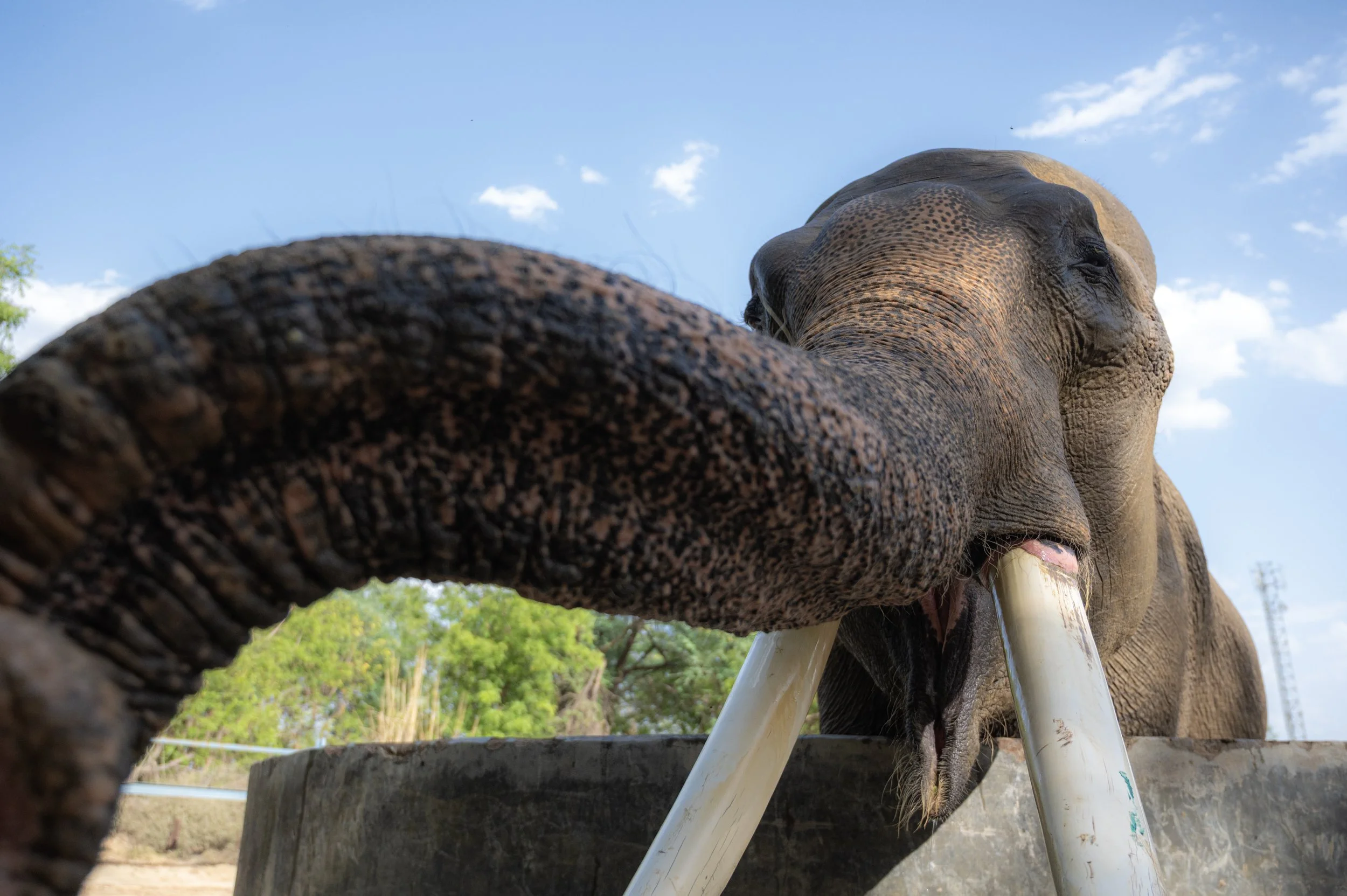 260329_ECCC_ATHARV PACHARNE_ELEPHANT_SURAJ_POOL_7.jpg