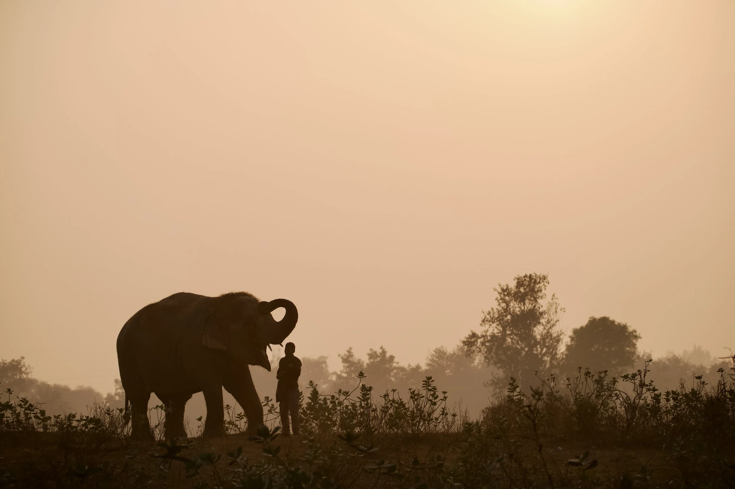251215_ECCC_ATHARVA PACHARNE_ELEPHANT_LAXMI_EVENING WALK_9.jpg