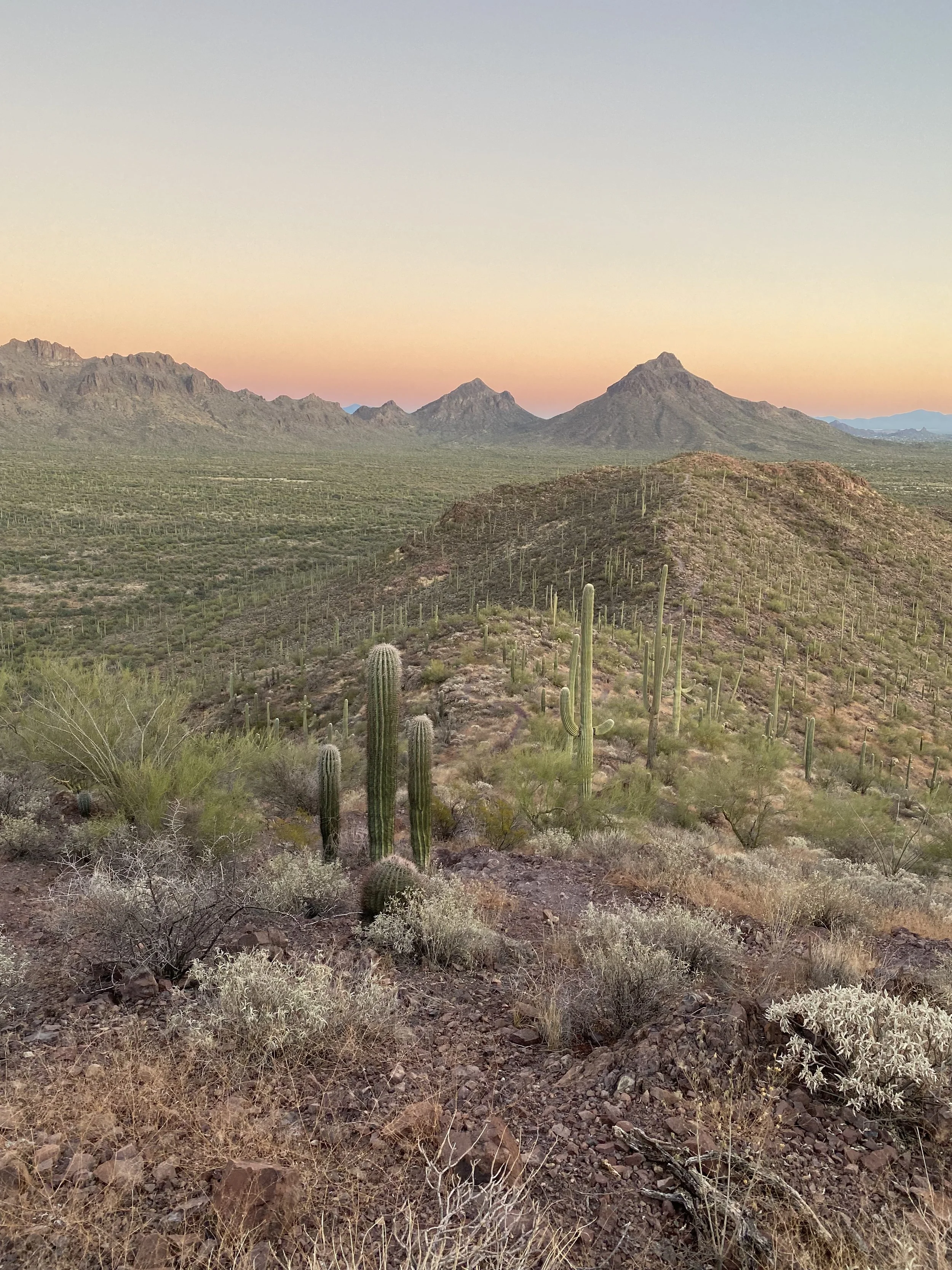 Desert landscape at sunset with cacti, rocky terrain, and mountain range in the distance under a clear sky.