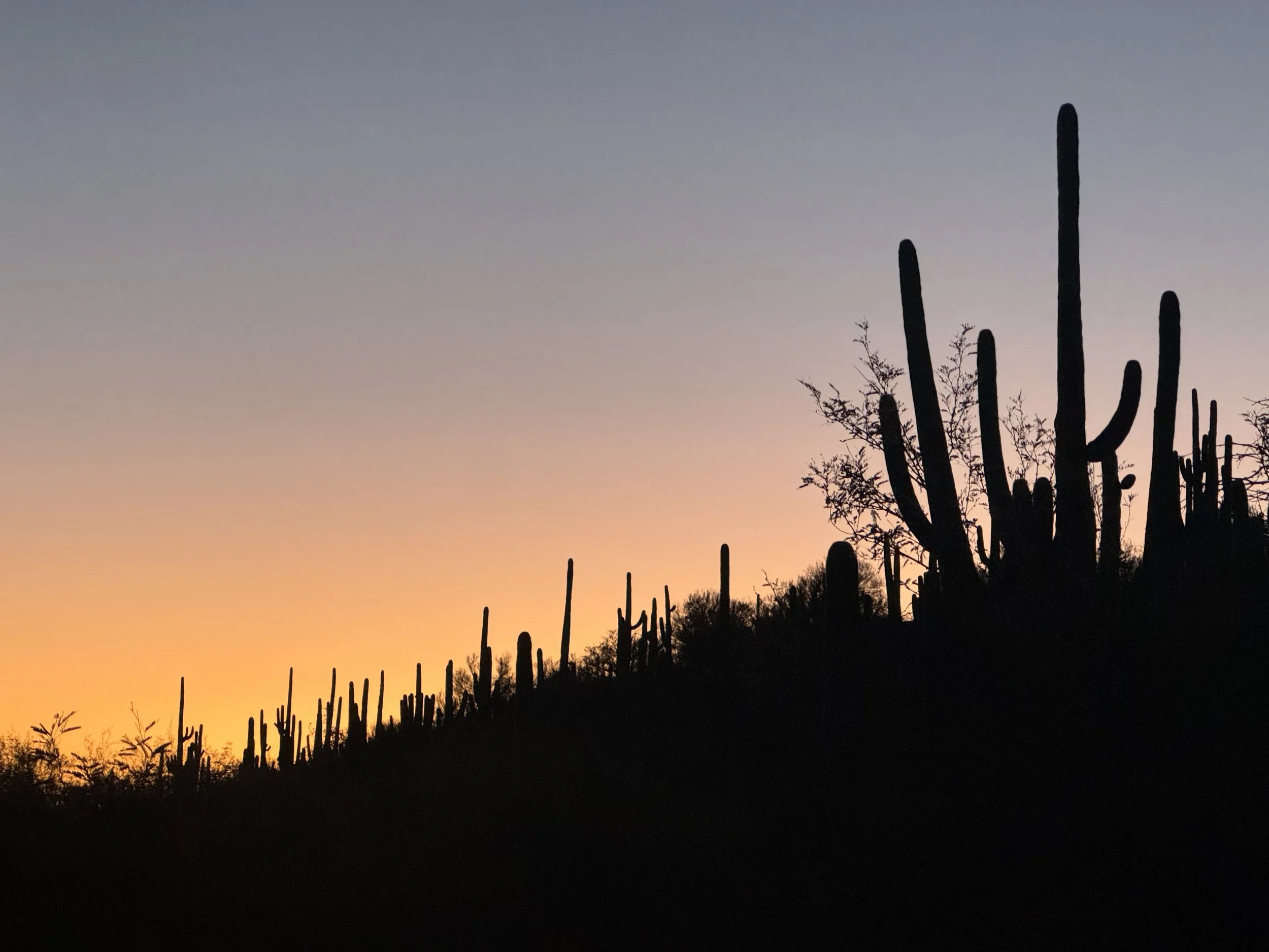 Silhouettes of tall cacti and desert plants on a hillside at sunset with a colorful gradient sky.
