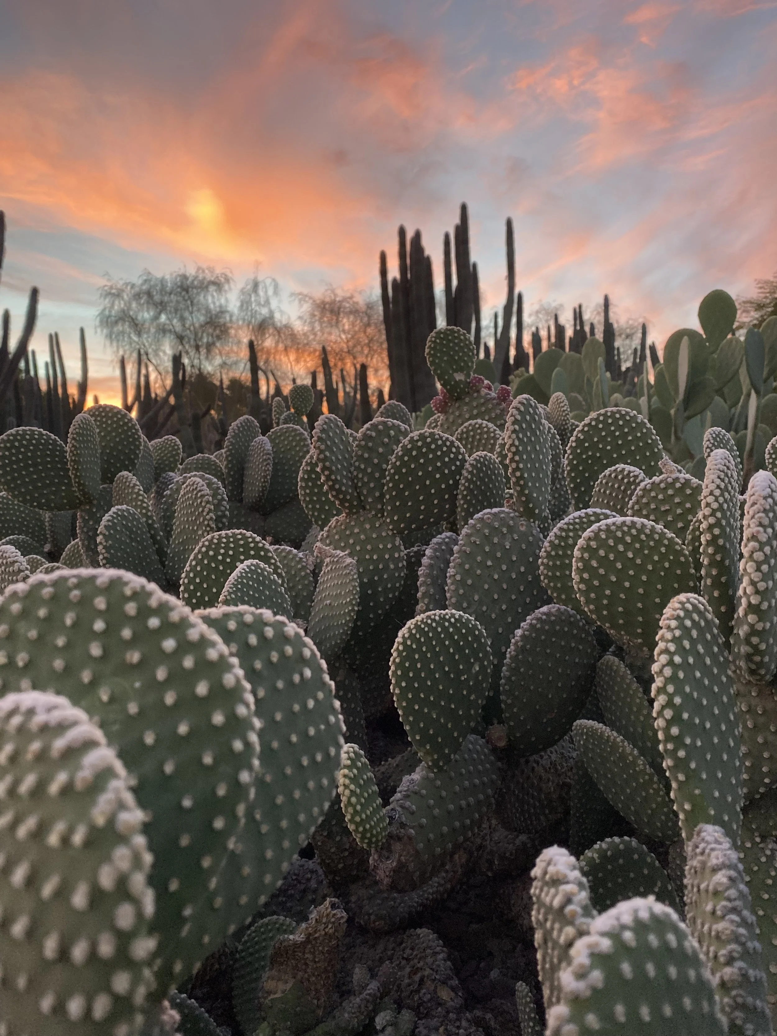 Cacti plants in the desert during sunset or sunrise with a colorful sky in the background.