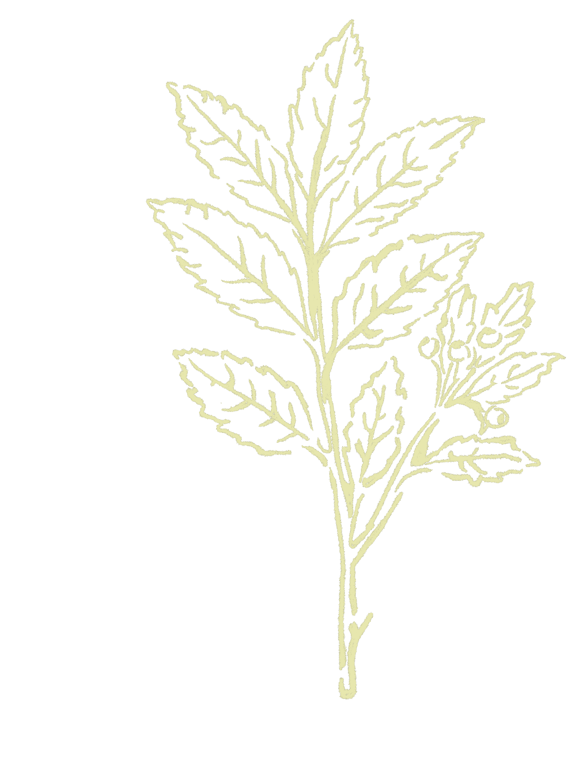A digital drawing of a cannabis plant with multiple leaves on a black background.