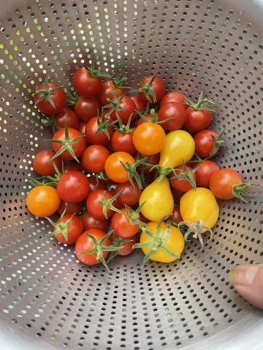 Tantalizing Tomatoes: Planting Season Is Here