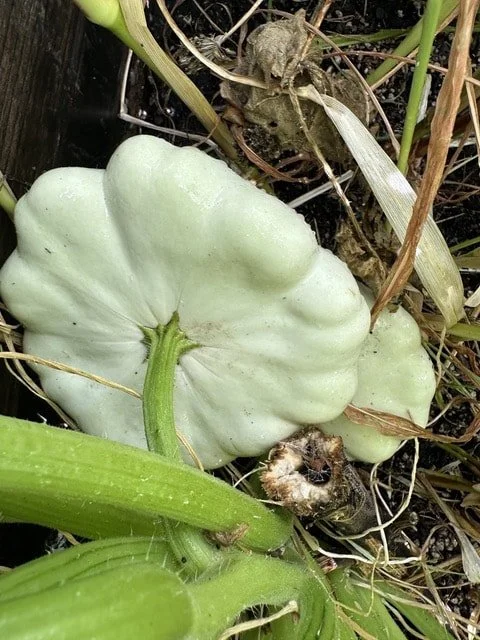 Pumpkins &amp; Squash: Gourd-geous Garden Stars