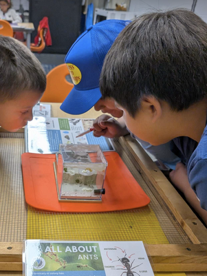 Small But Mighty: How Ants Are Transforming Summer Garden Learning