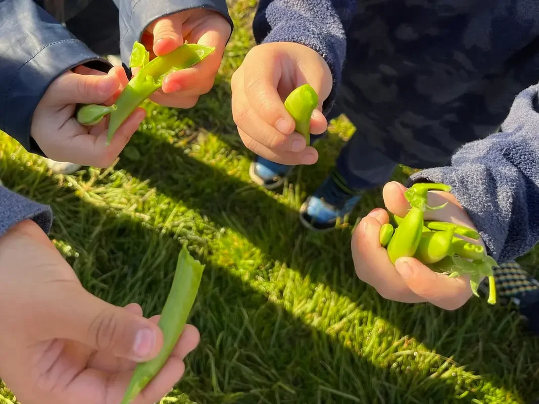 Small Space, Big Harvest: Our Favorite Garden Varieties This Season