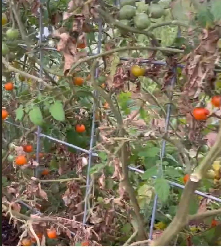 GE_Blog_tomatoes.jpg