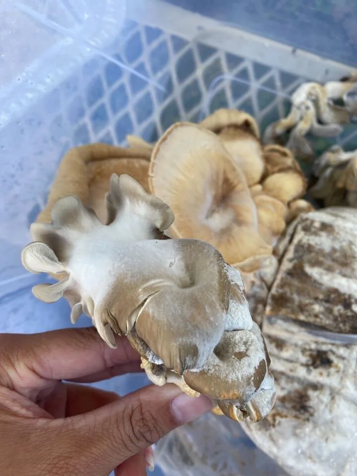 GE_Blog_The Fungus Among Us-01.jpg
