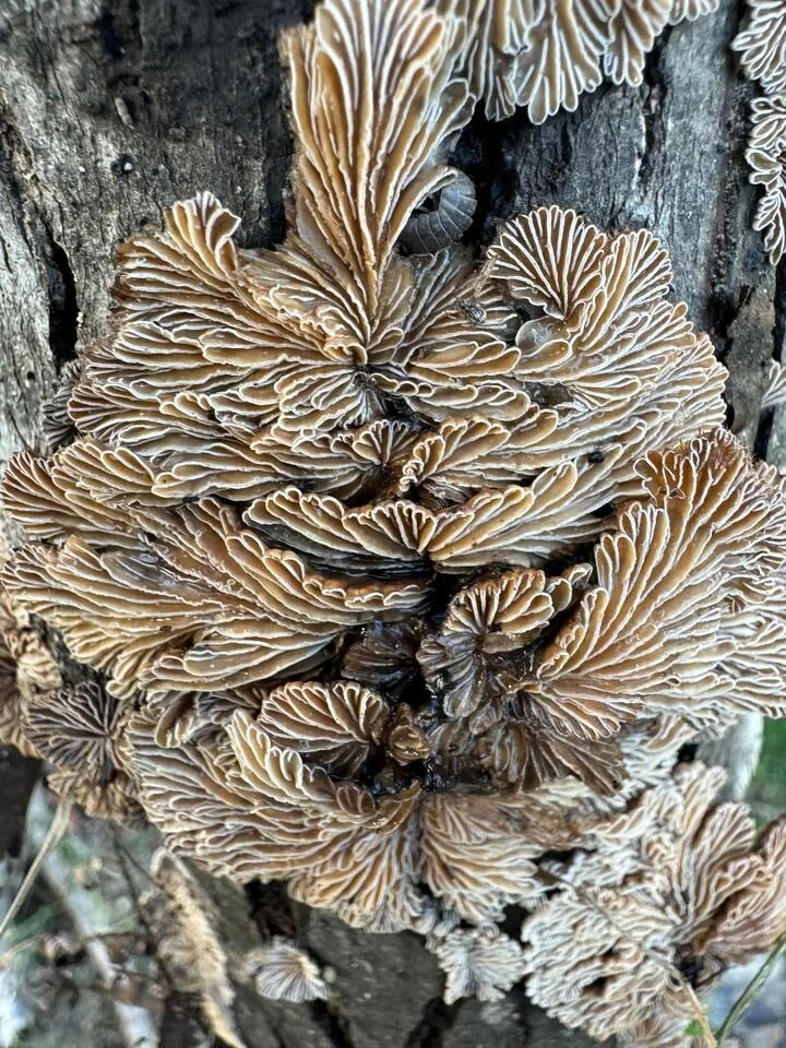GE_Blog_The Fungus Among Us-03.jpg