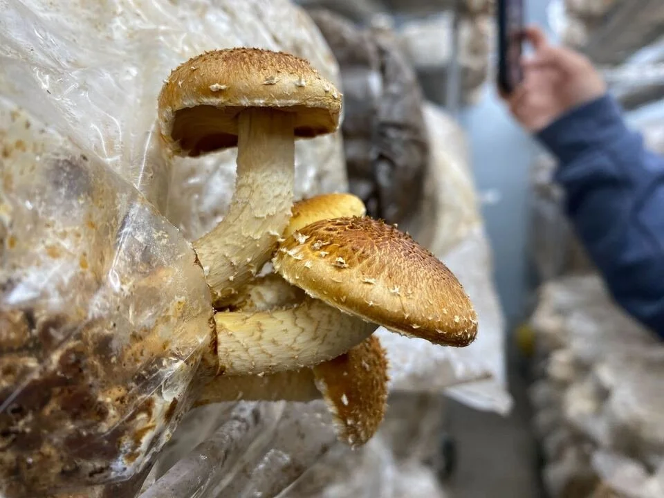 GE_Blog_The Fungus Among Us-05.jpg
