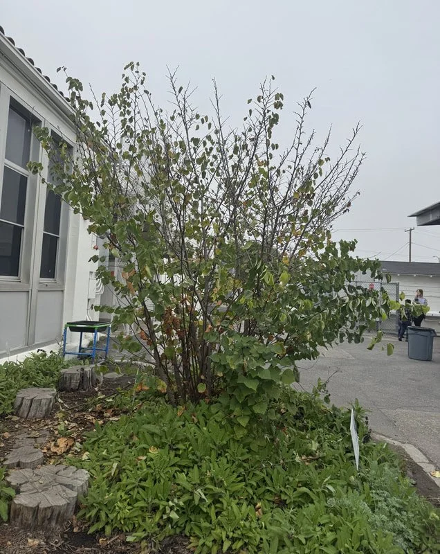 GE_Blogs_Plants Need Haircuts-02.jpg