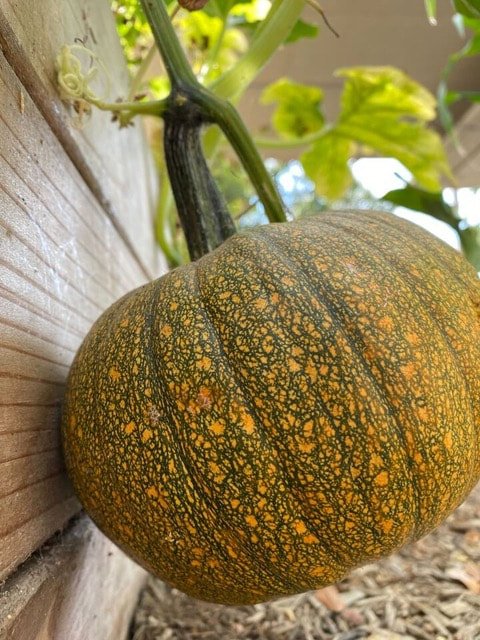GE_Blog_Pumpkins & Squash-02.jpg