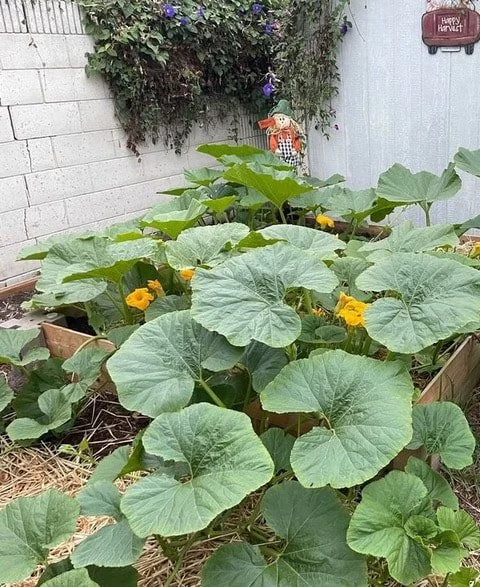 GE_Blog_Pumpkins & Squash-05.jpg