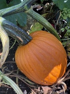 GE_Blog_Small Space-03.jpg