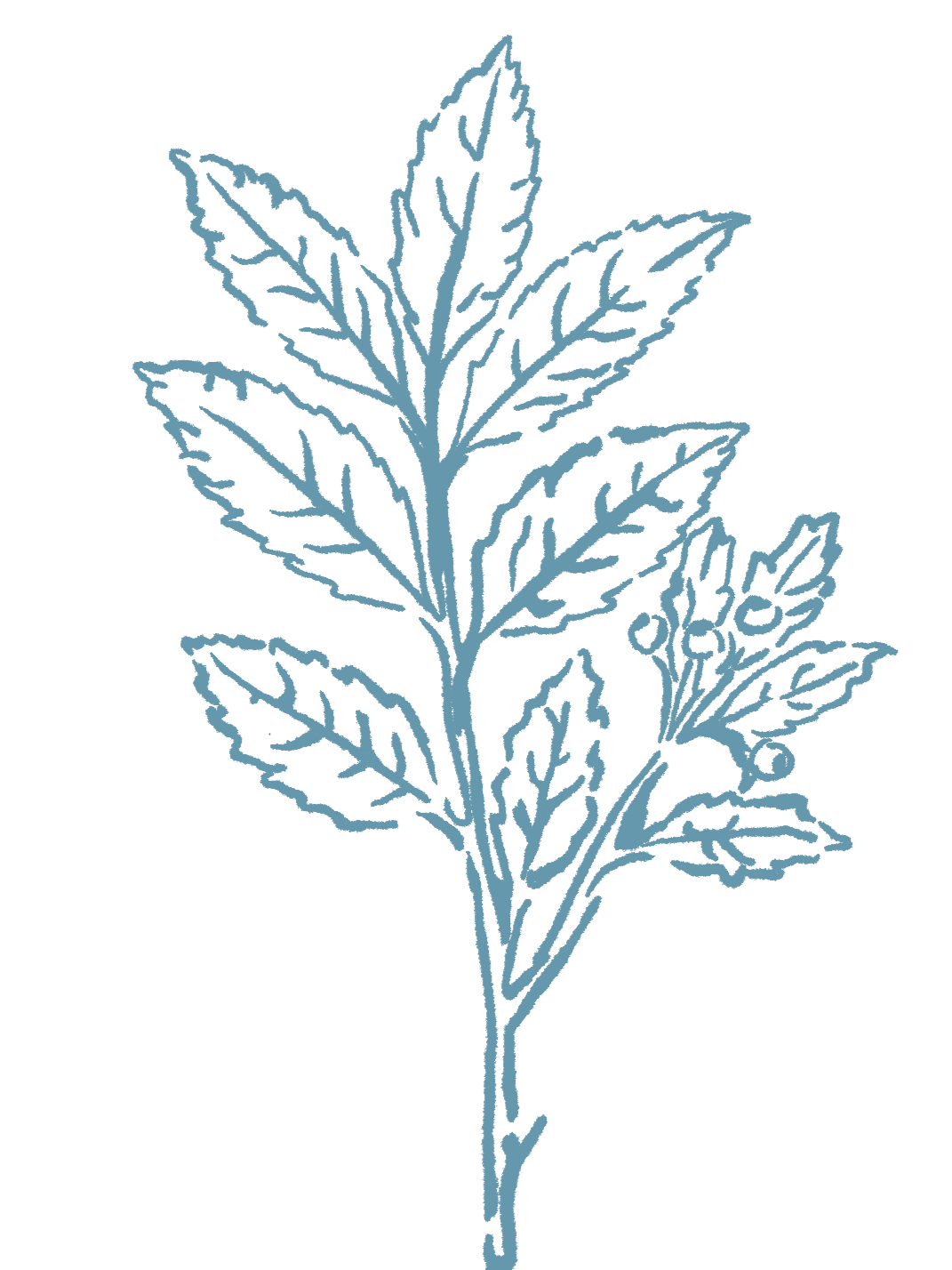 Illustration of a Toyon leaf plant.