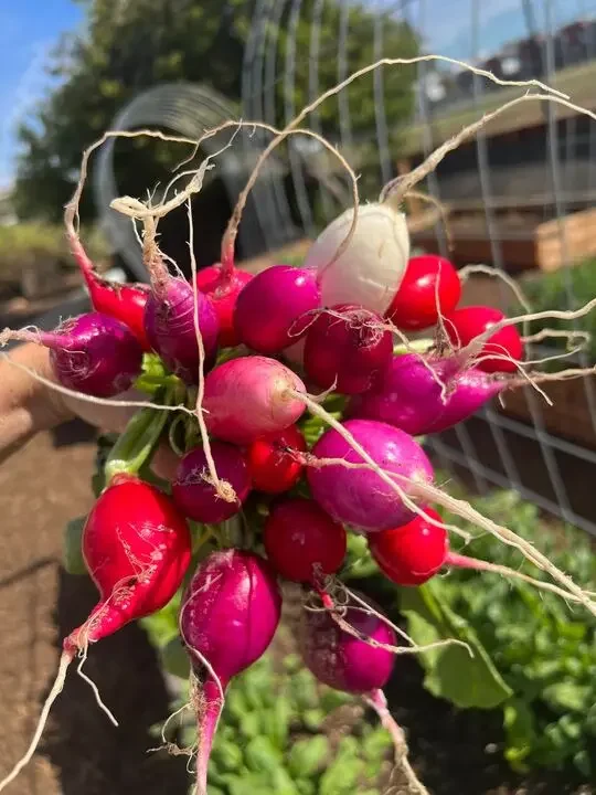 A person holds a bouquet of radishes.