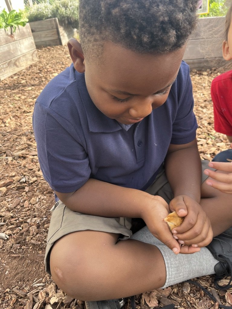 A young boy sitting outdoors on a ground covered with wood chips, holding a small snack or treat in his hands, wearing a navy blue polo shirt, beige shorts, and gray socks.