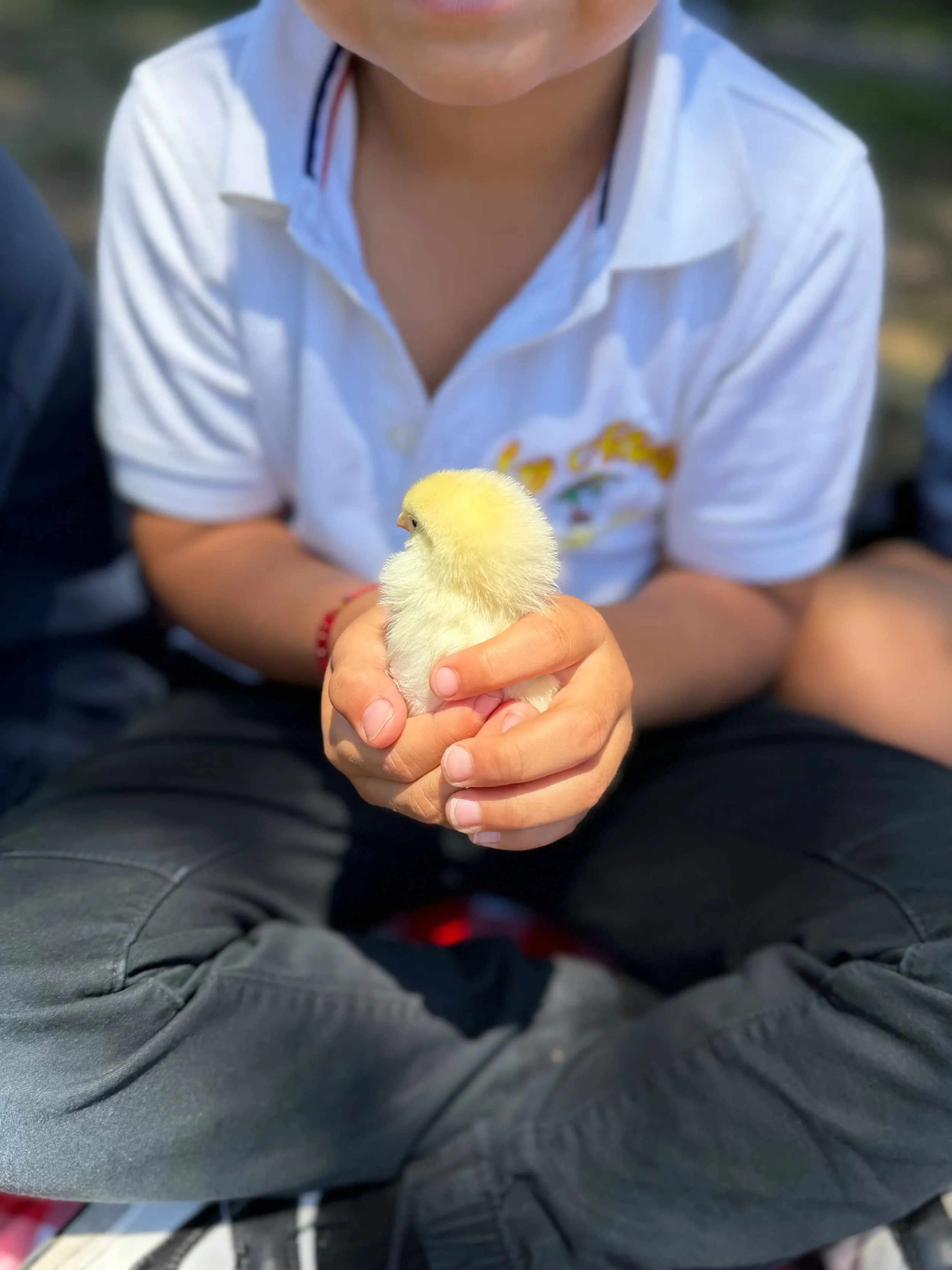 Young boy holds a small baby chick.