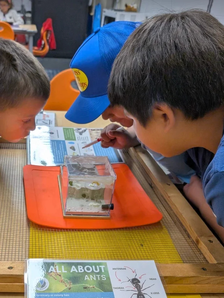 Three young boys study an ant farm during an afterschool program called Sprout Club,