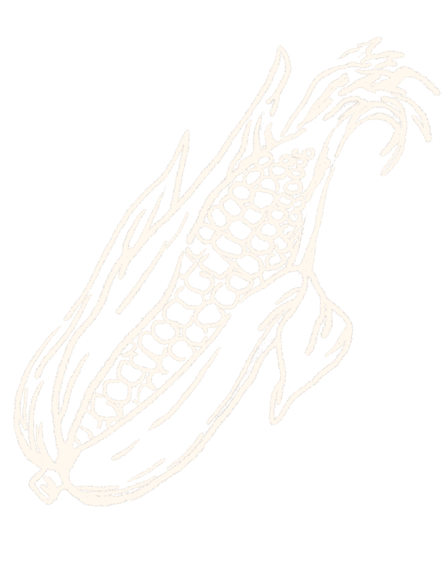 White line drawing of a dissected corn cob with husk on a black background.