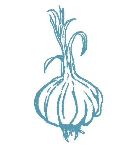 Illustration of a head of garlic.