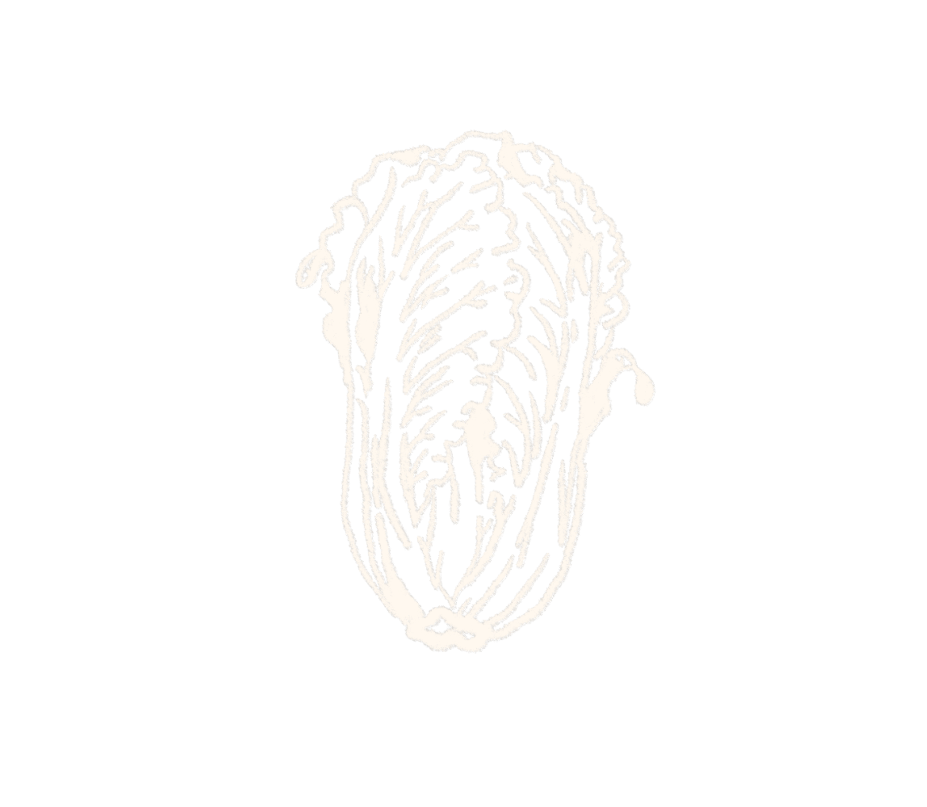 Illustration of a Lettuce head.