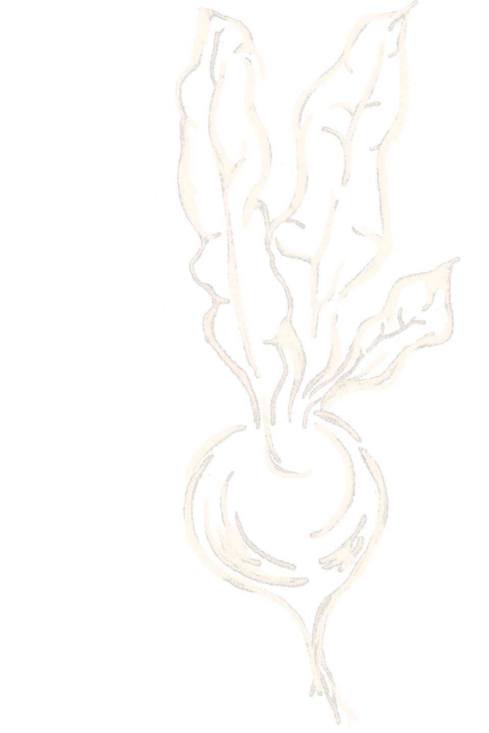 Illustration of a Raddish.