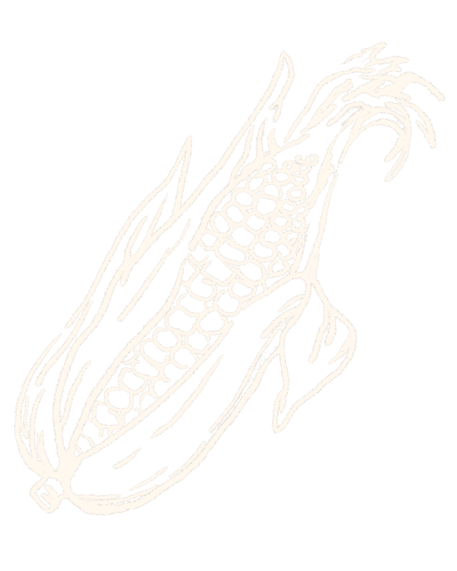 Illustration of a corn cob.