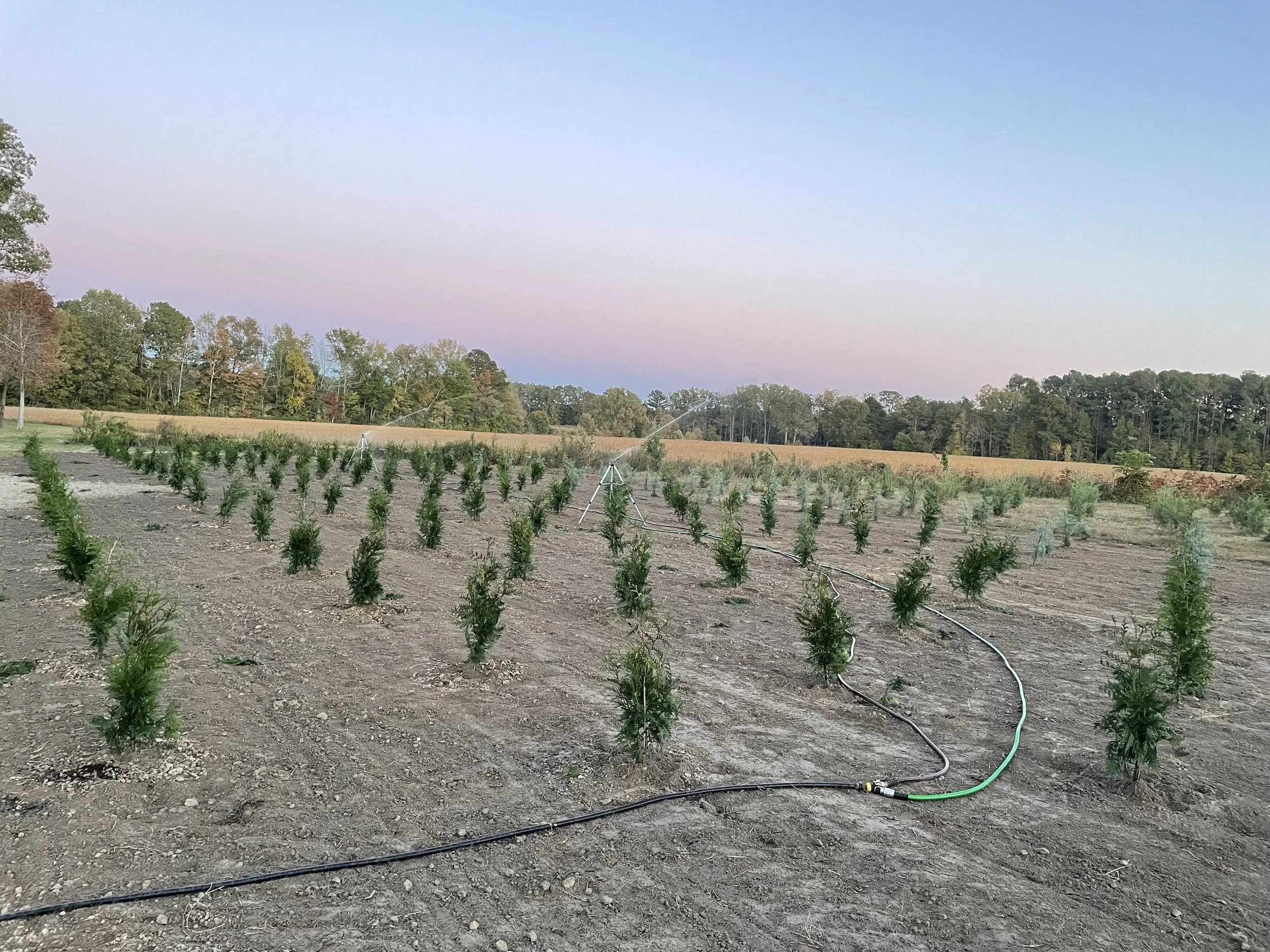 Thirsty Trees