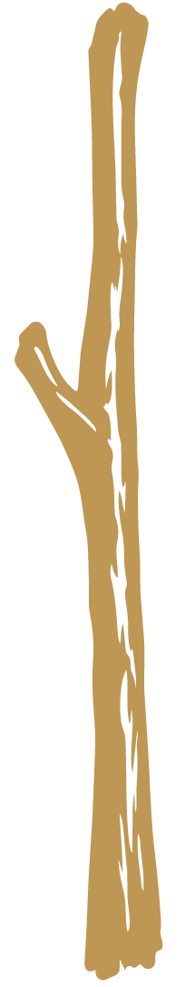 Drawing of a tall, leafless tree with a few small branches.
