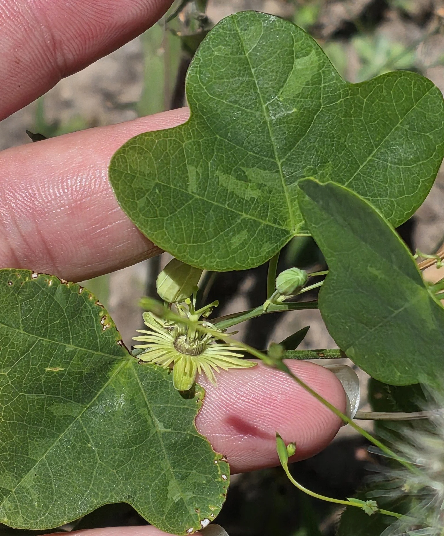 Close-up of leaves and bloom of the yellow passion flower Passiflora lutea