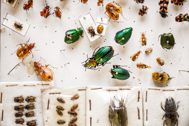 Close-up of various pinned insects, including beetles and smaller bugs, on a white display board.