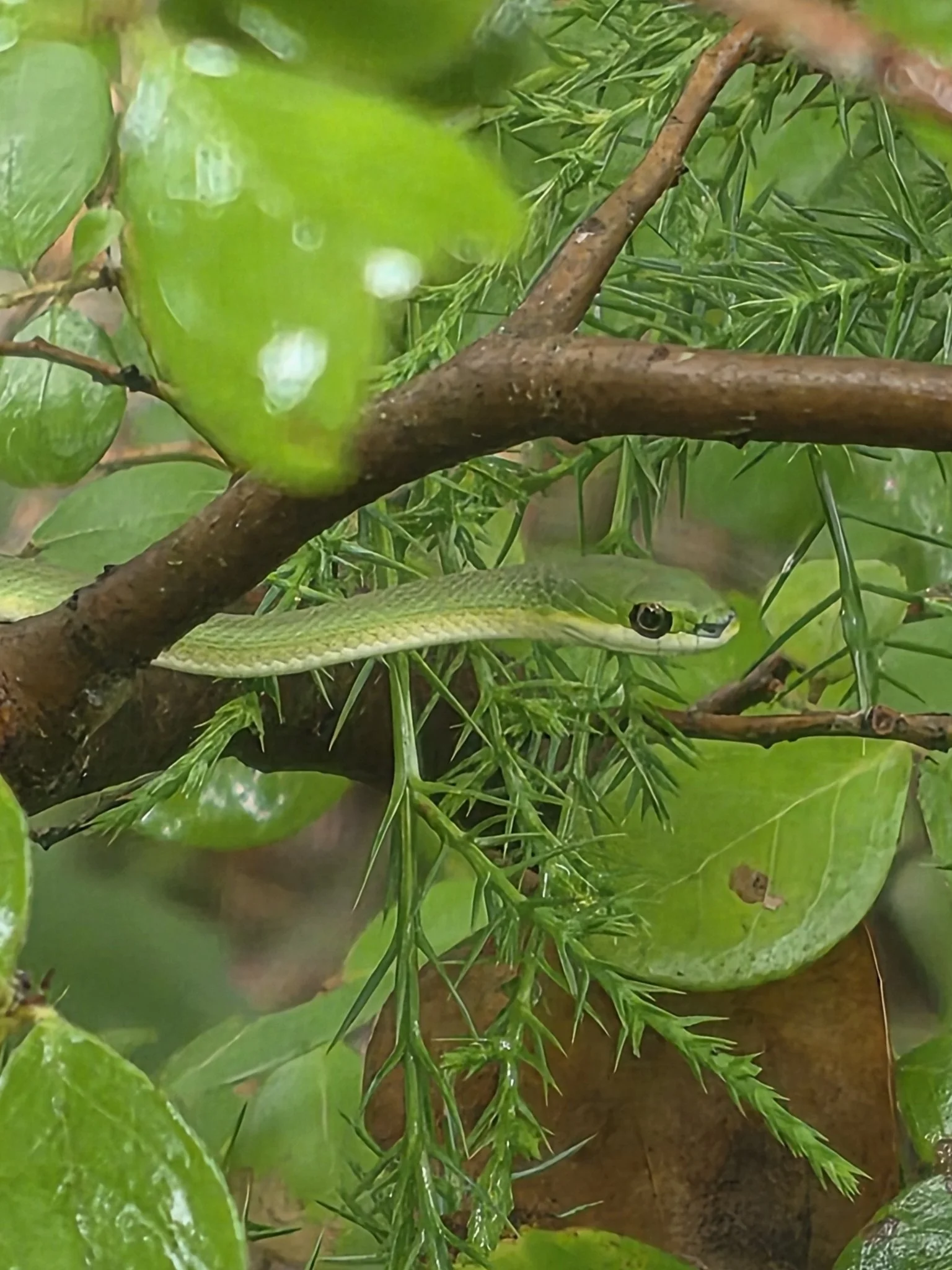 A rough green snake hanging out in the branches of a mulberry tree with green leaves