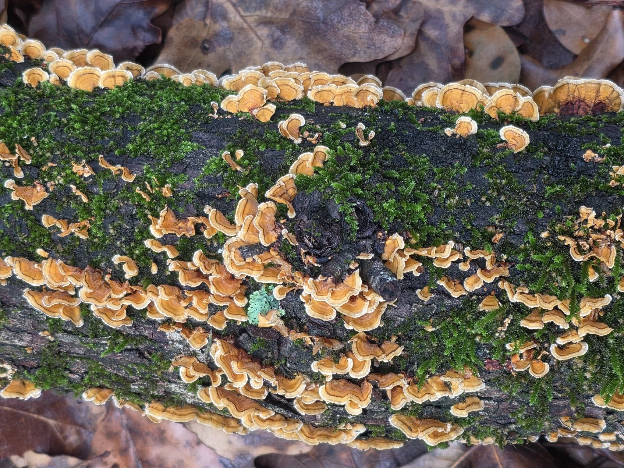 Close-up of orange and white fungi growing on a damp, dark tree log, with small green moss and fallen brown leaves in the background.